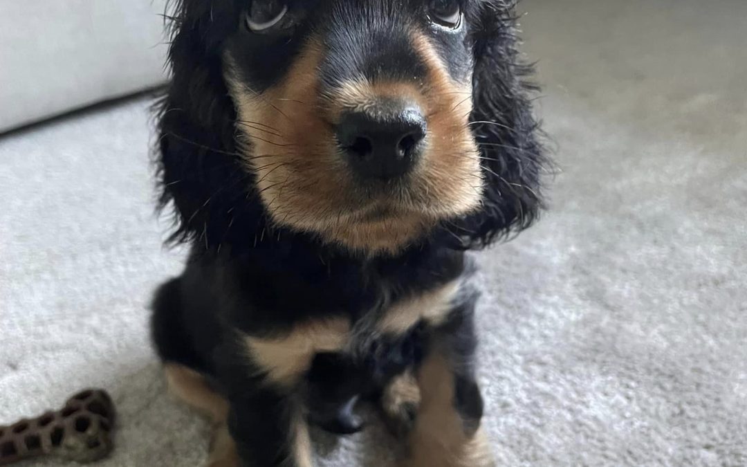 How to Transport Your New Puppy Home: A Step-by-Step Guide