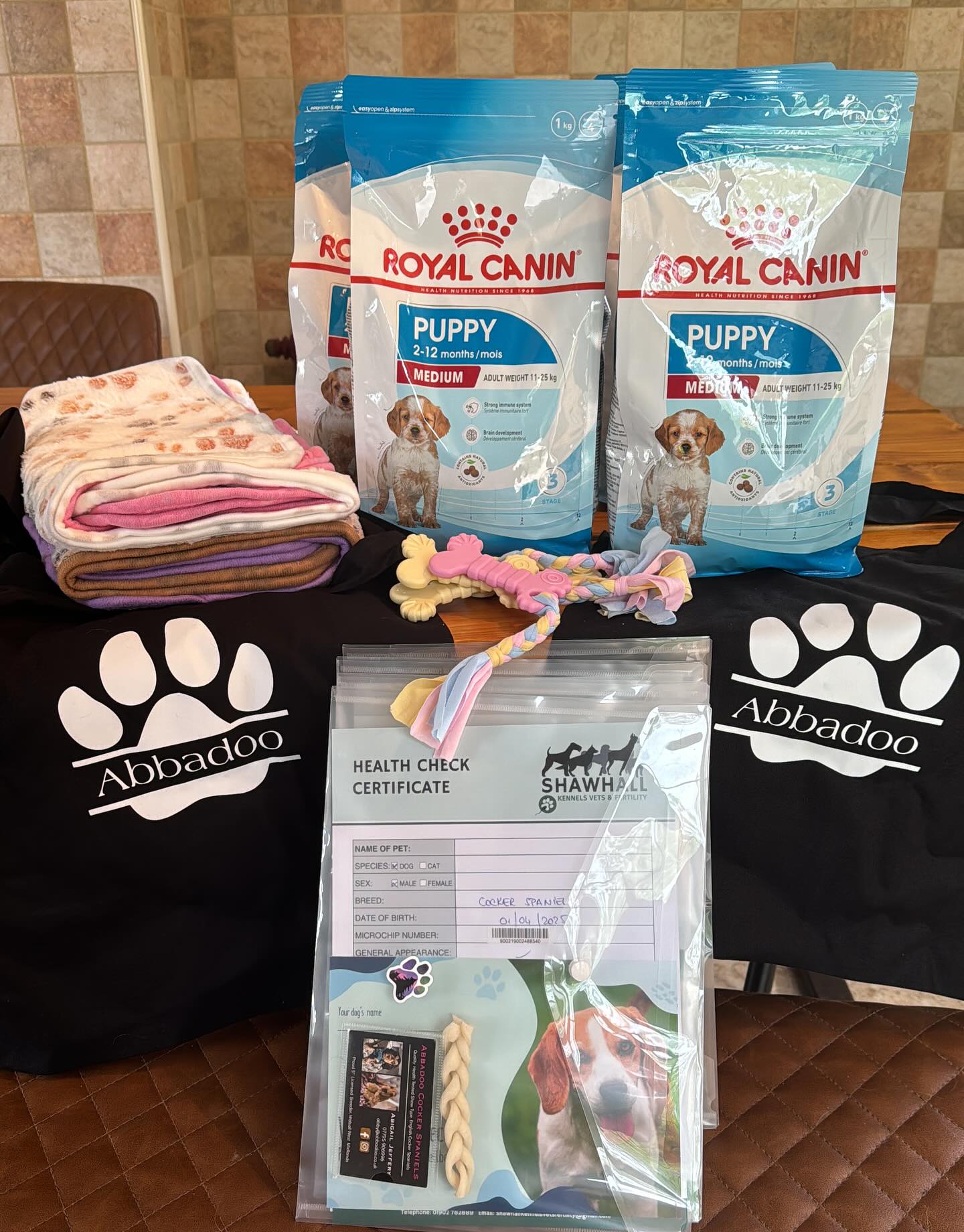 cocker spaniel puppies