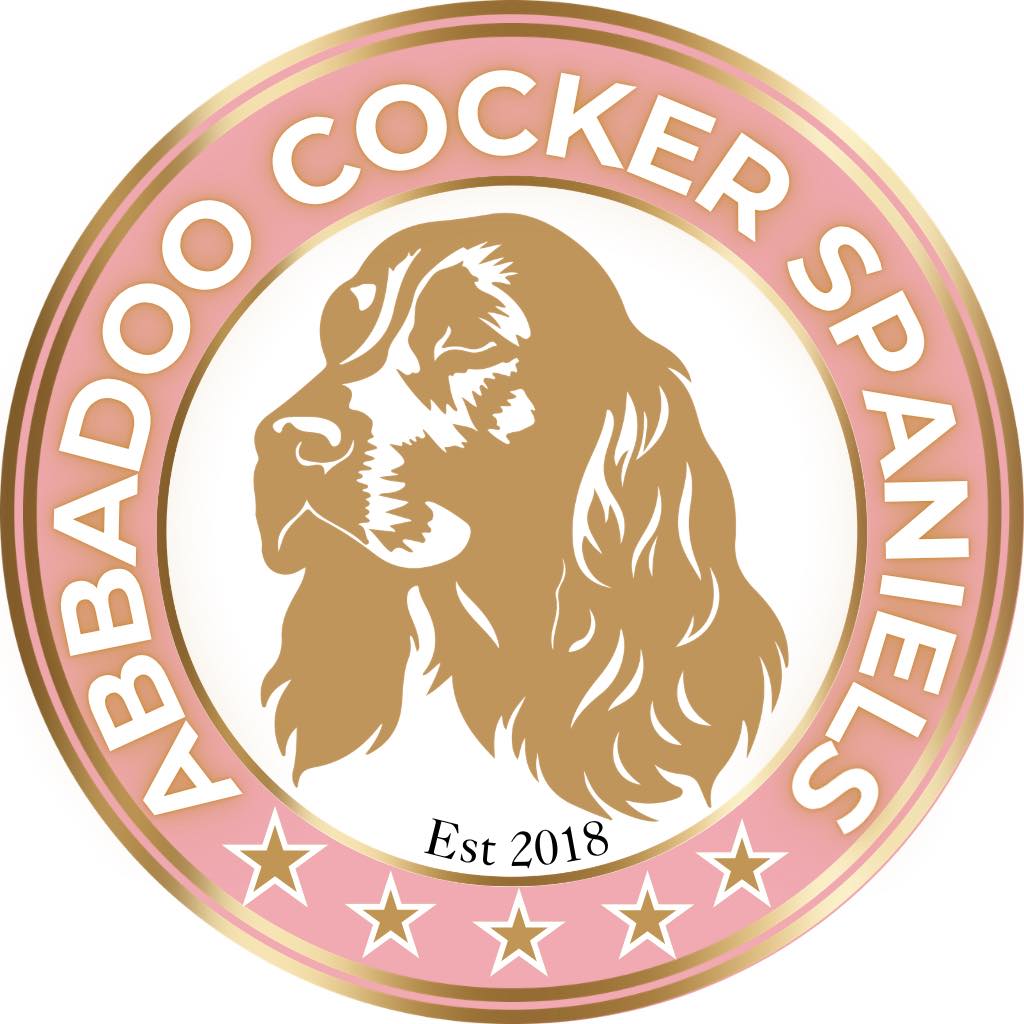 Abbadoo Cocker Spaniels